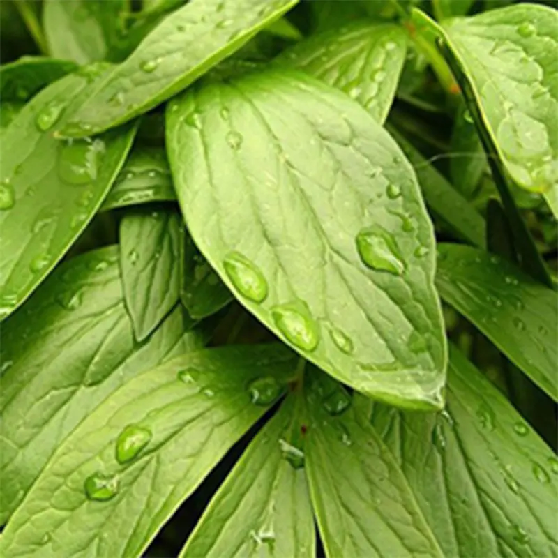 Silicone Adjuvant for Agriculture